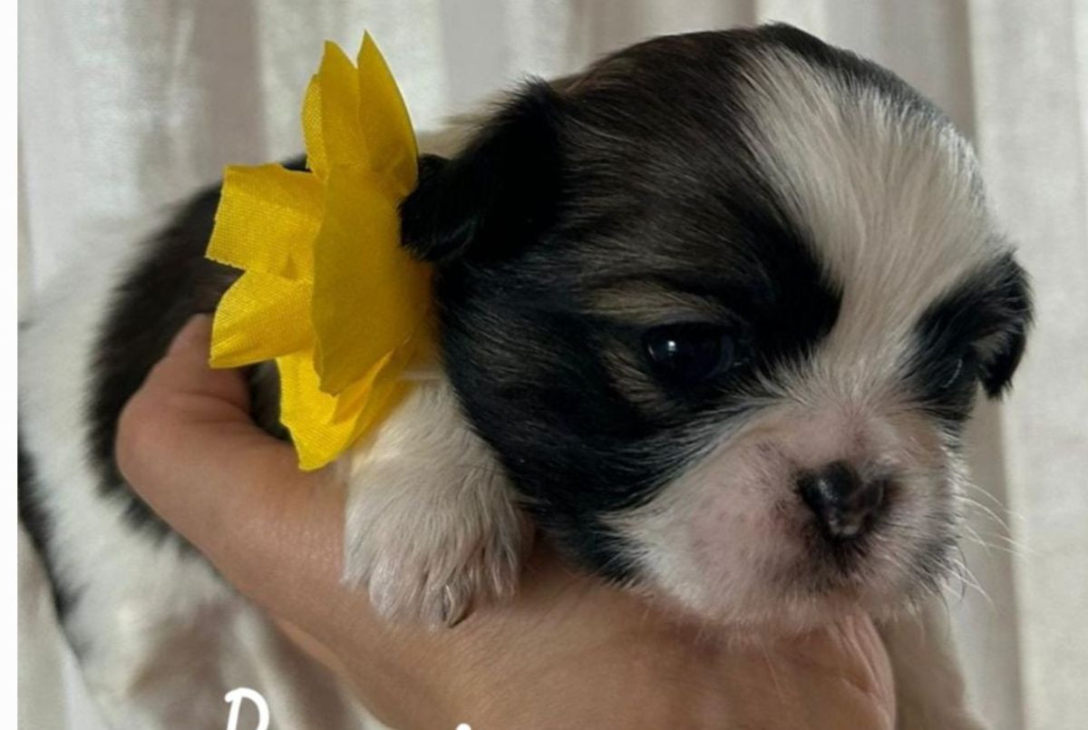 Shih tzu · 2025-10-02 · Vårby · Beata C.