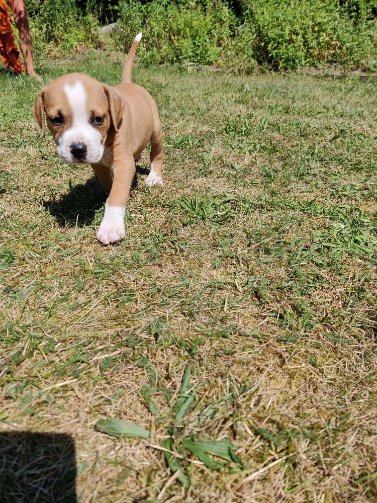 American Staffordshire Terrier