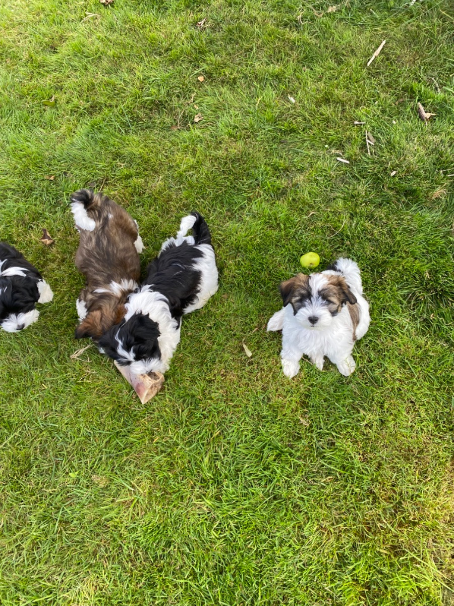 Havanese
