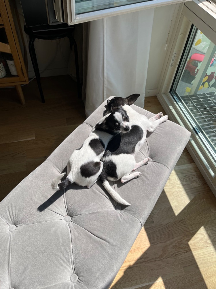 Chihuahua