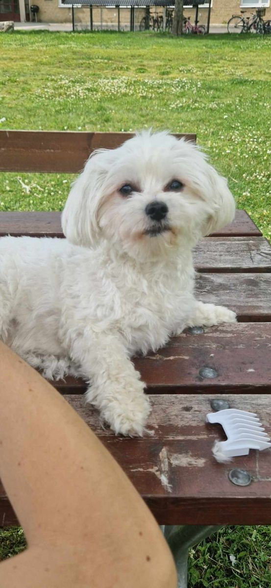 Maltipoo