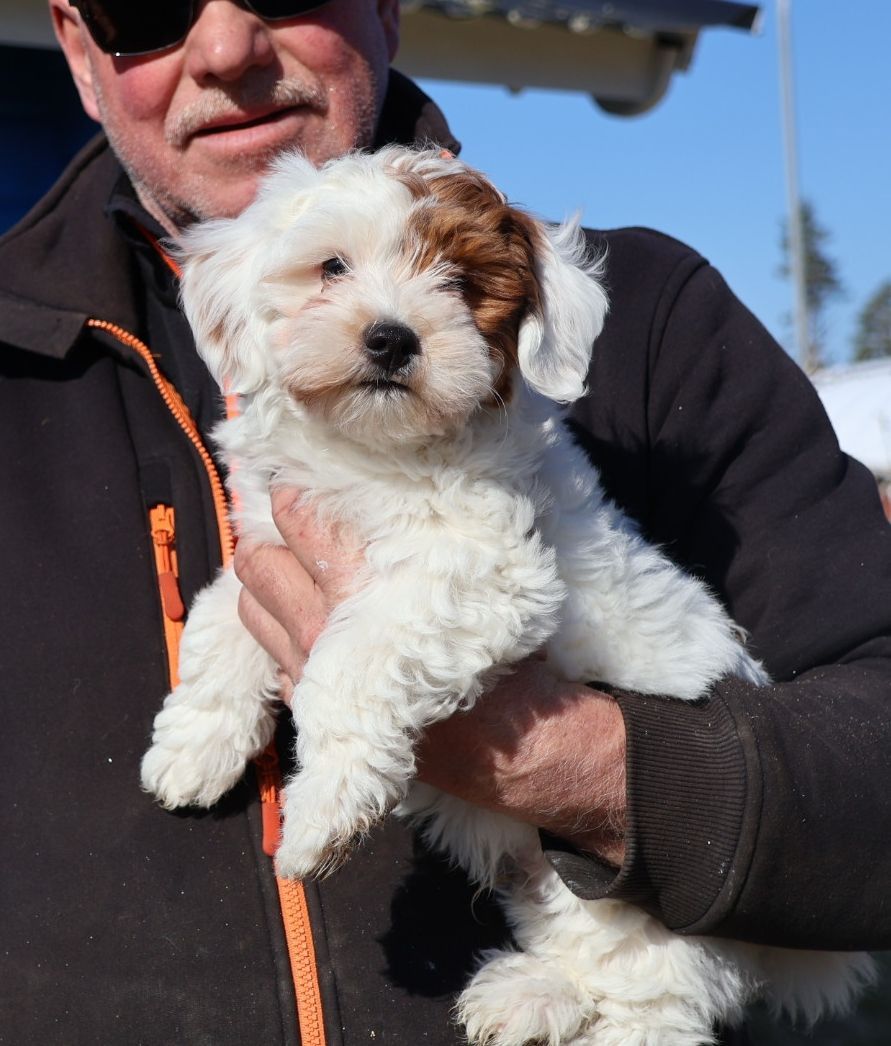 Havanese