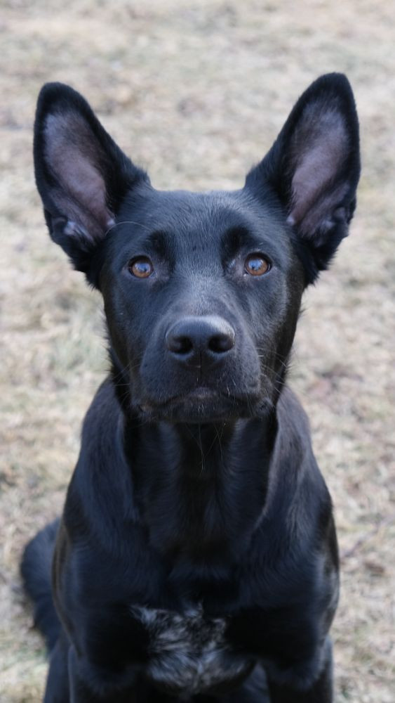 Xoloitzcuintle
