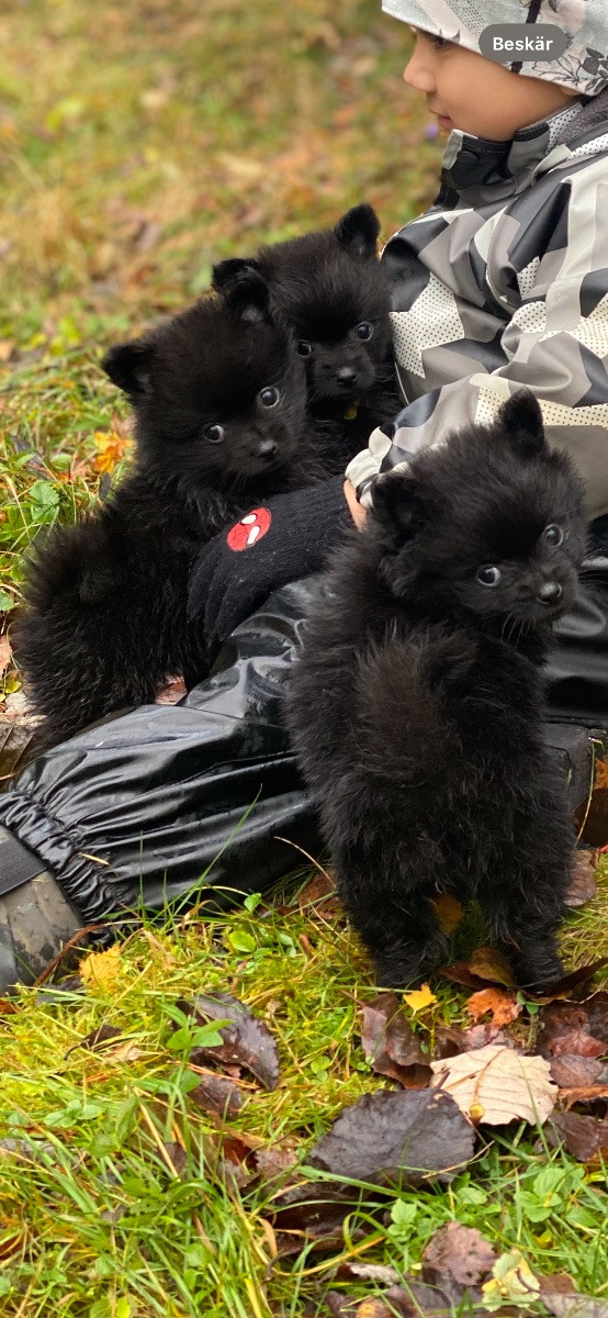 Pomchi · 2025-09-22 · Braås · Susanne F.