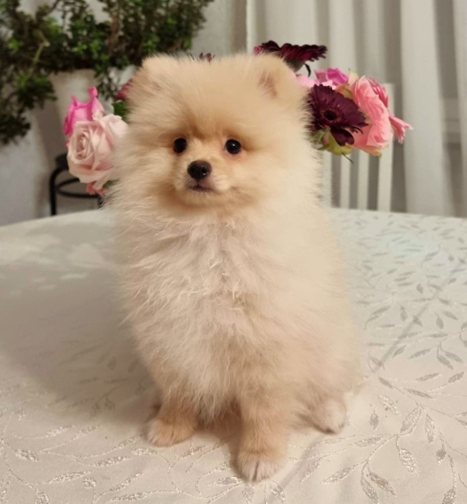 Pomeranian