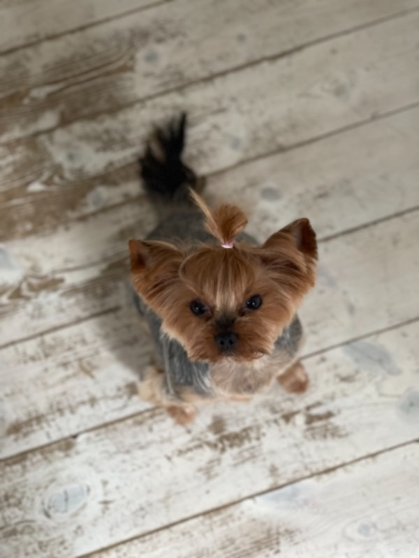 Yorkshire terrier