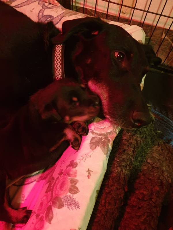Asatrons kennel