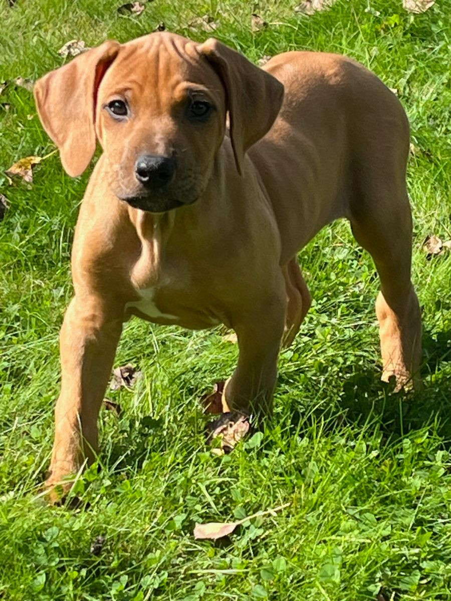 Rhodesian Ridgeback