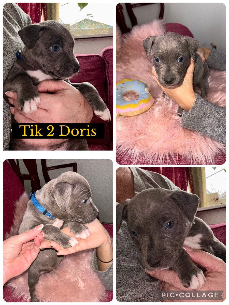 Amstaff BullyXL · 2025-11-27 · Stallarholmen · Anna E.