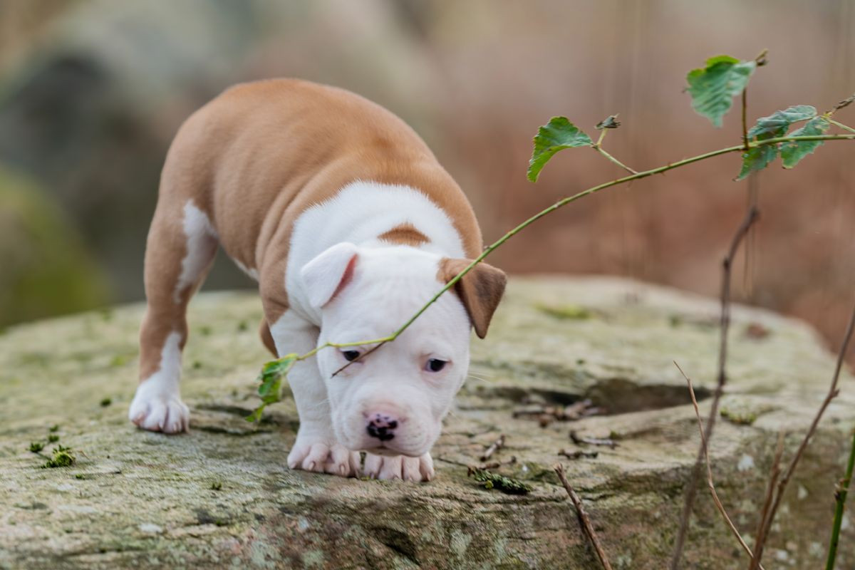American Staffordshire Terrier