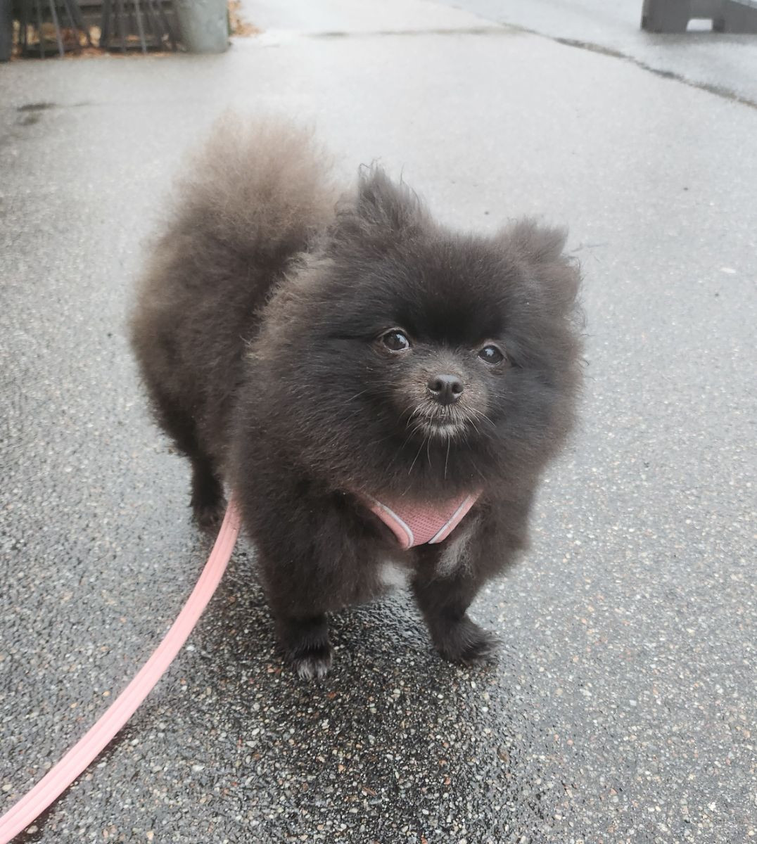 Pomeranian