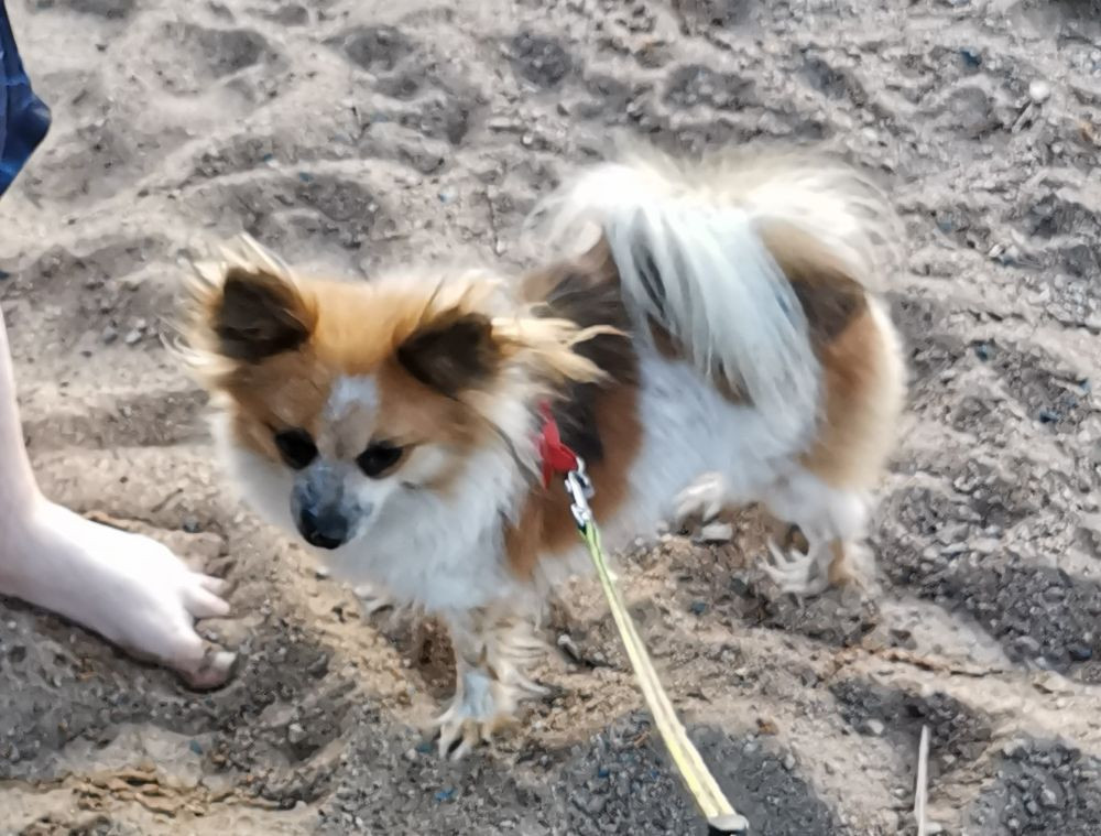 Pomeranien papillon