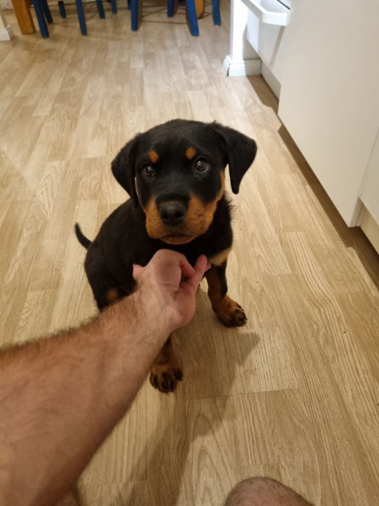 Rottweiler · Södertälje · Petar P.