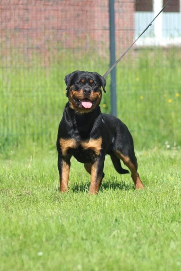 Rottweiler bilan qizning pornosini tomosha qiling