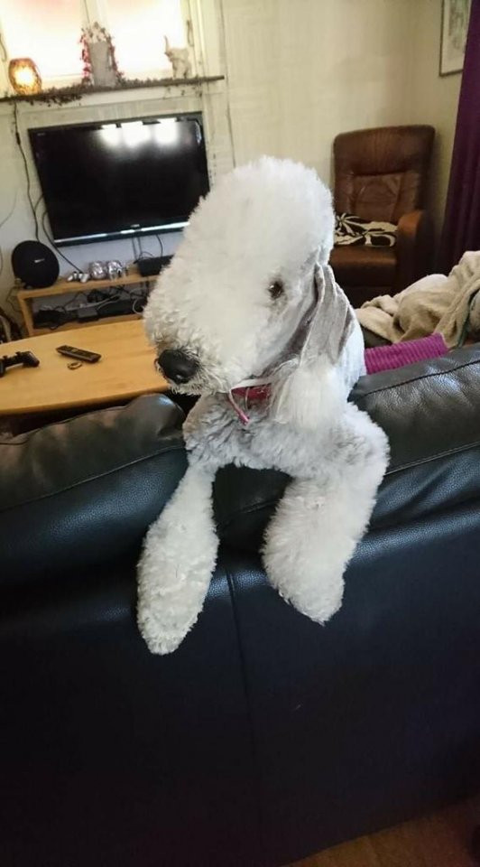 Bedlington Terrier