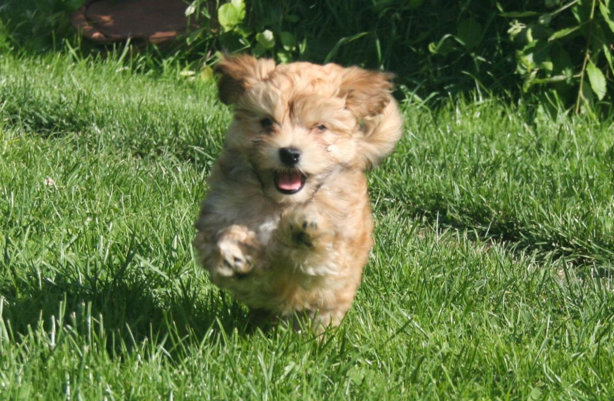 Havanese
