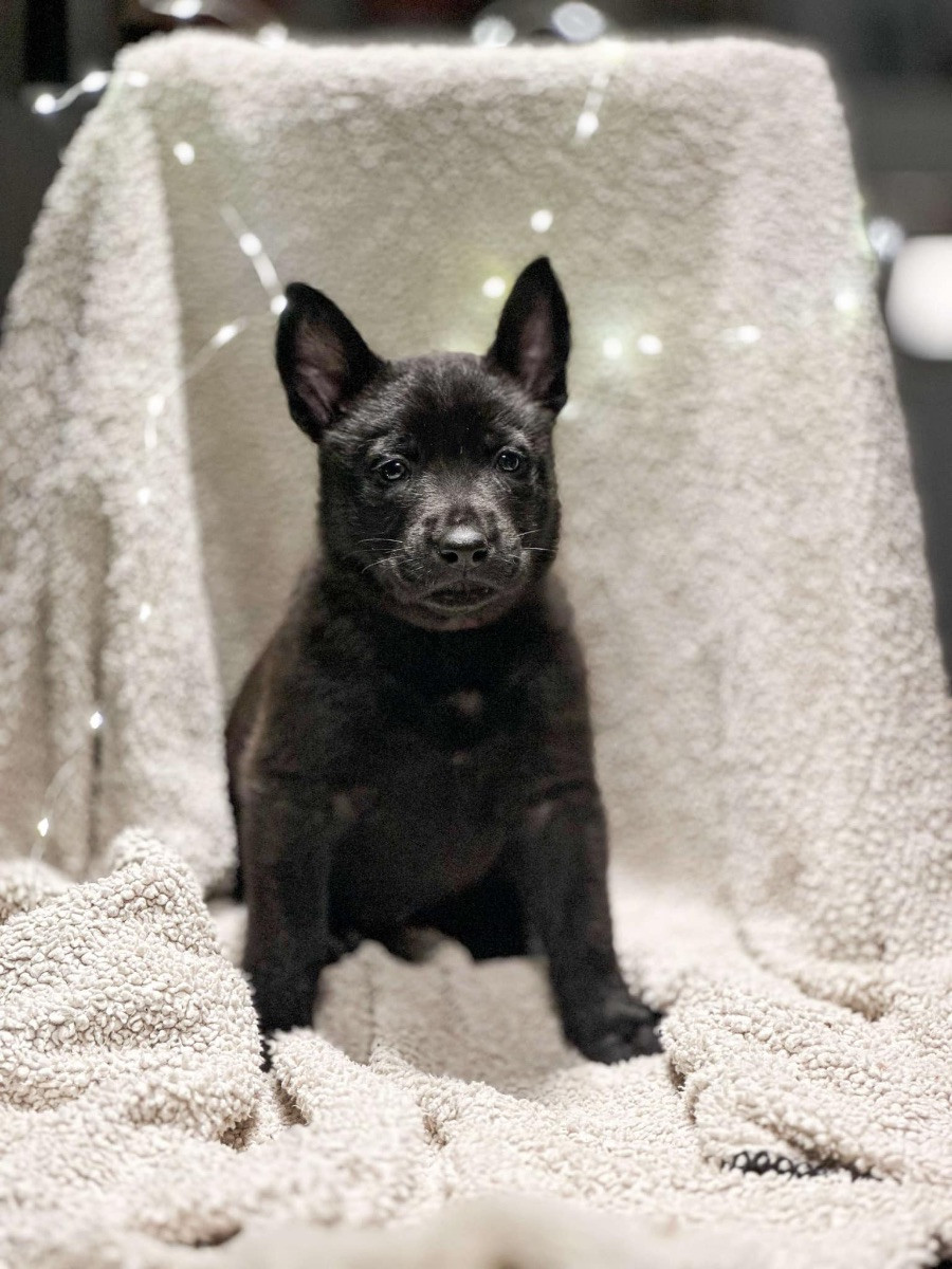 Hollandse Herdeshond korthår