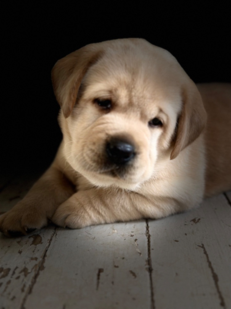 Labrador Retriever