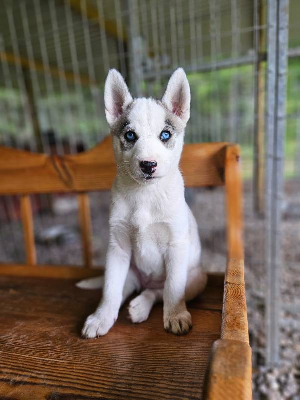 Wendelens Royal