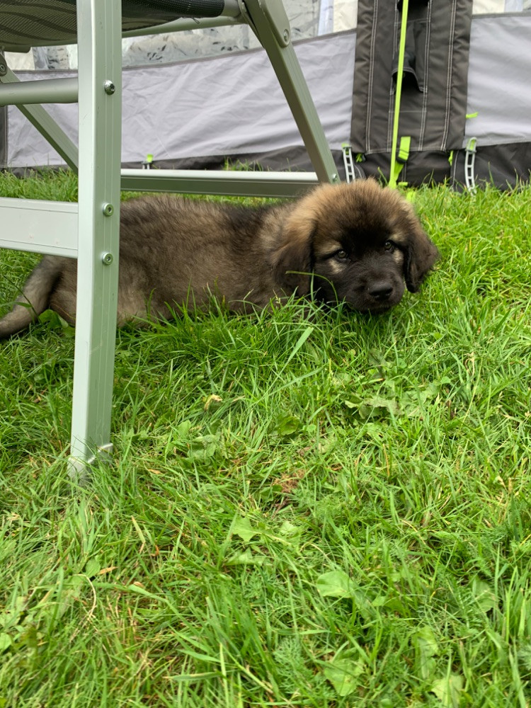 Leonberger