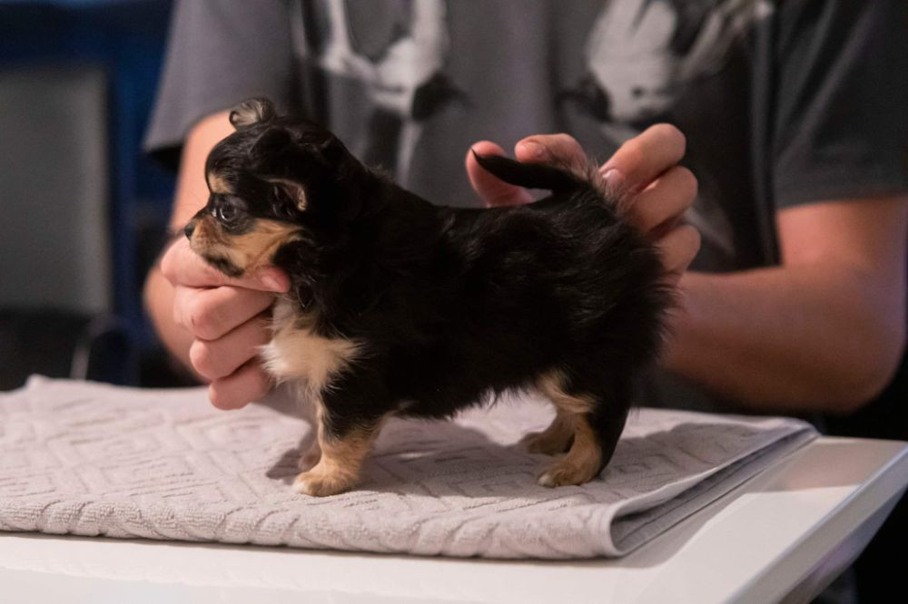 Micropup's
