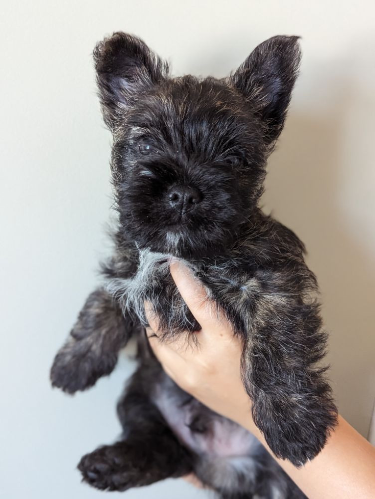 Cairn Terrier