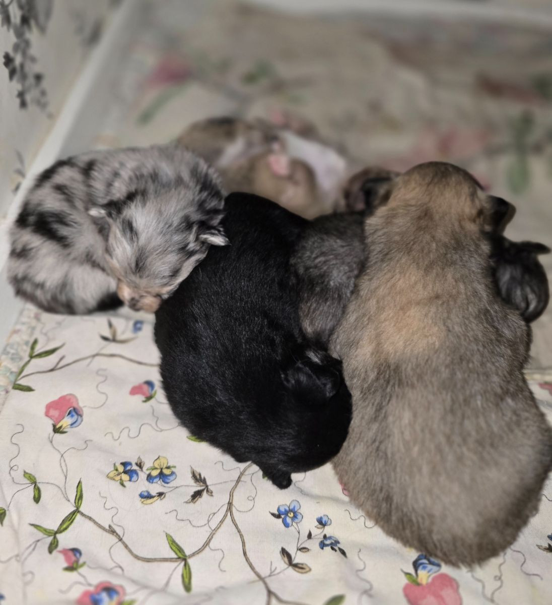 Pomeranien/chihuahua · 2025-10-28 · Vilhelmina · Nanny N.