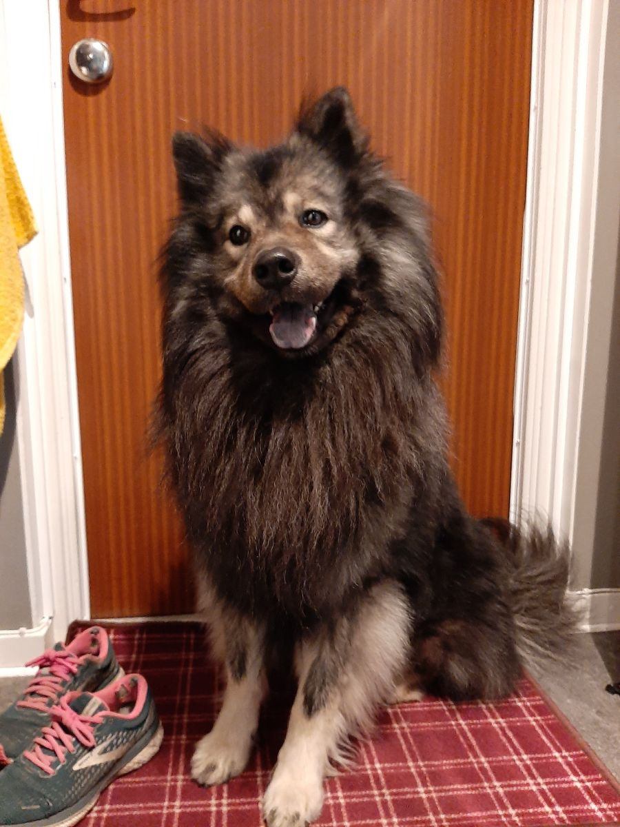 Fozzy