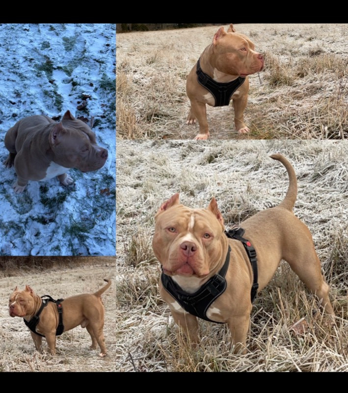 Lion.bullys