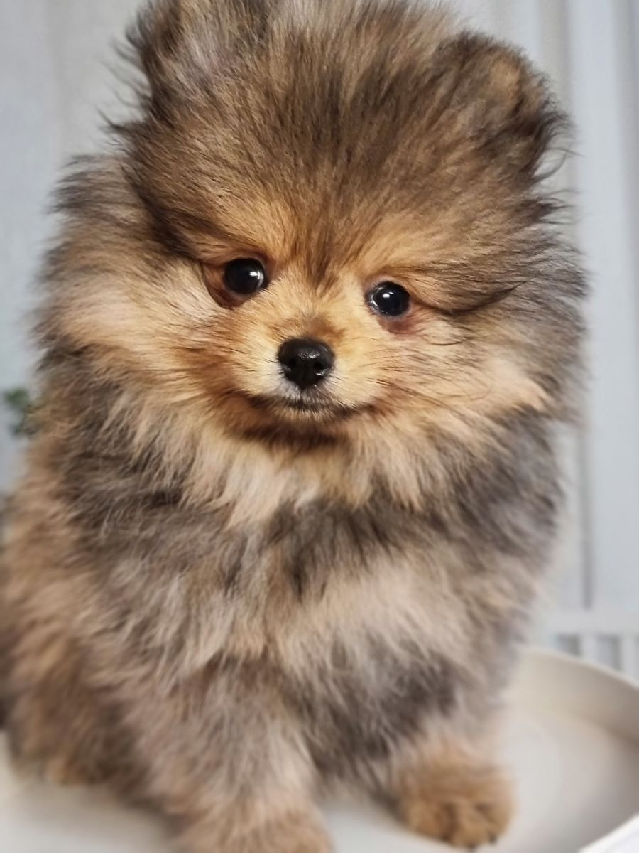Fluffy Soul's