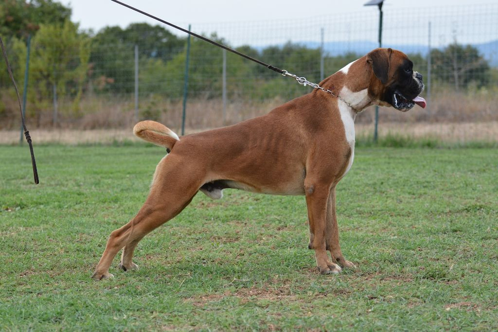 Neptune Du Clos du Griffin