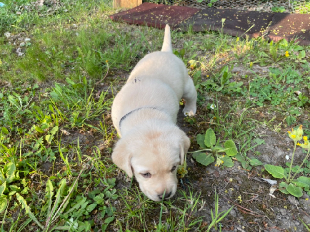 Labtrackdogx
