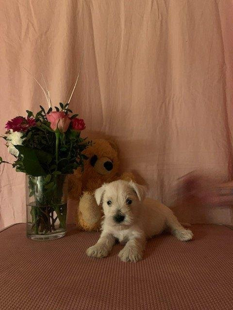 Snuzze Tassar