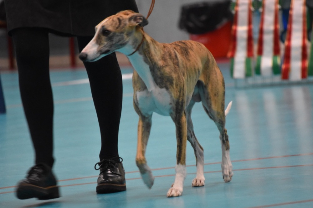 Kennel Calling You