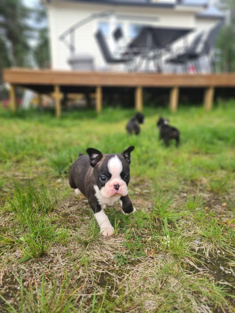 Stjärnvalvet