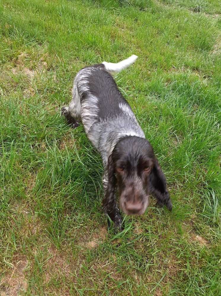 Cocker Spaniel