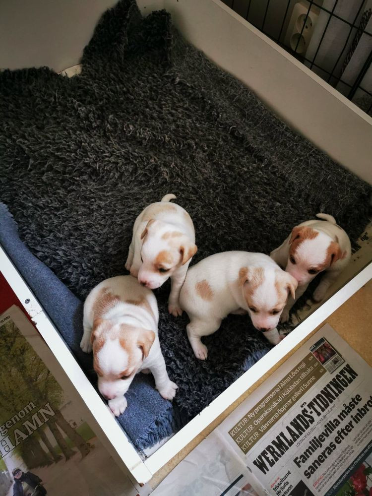 Danish Swedish Farmdog