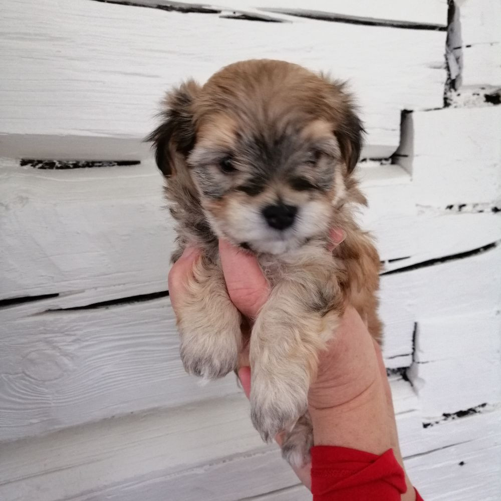Havanese