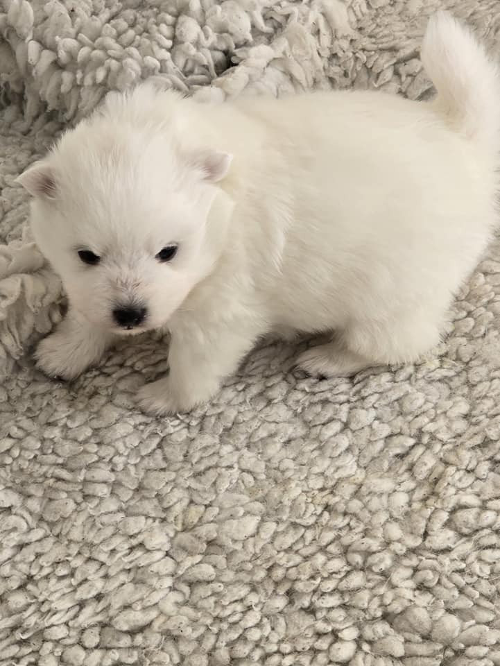 Japanese Spitz