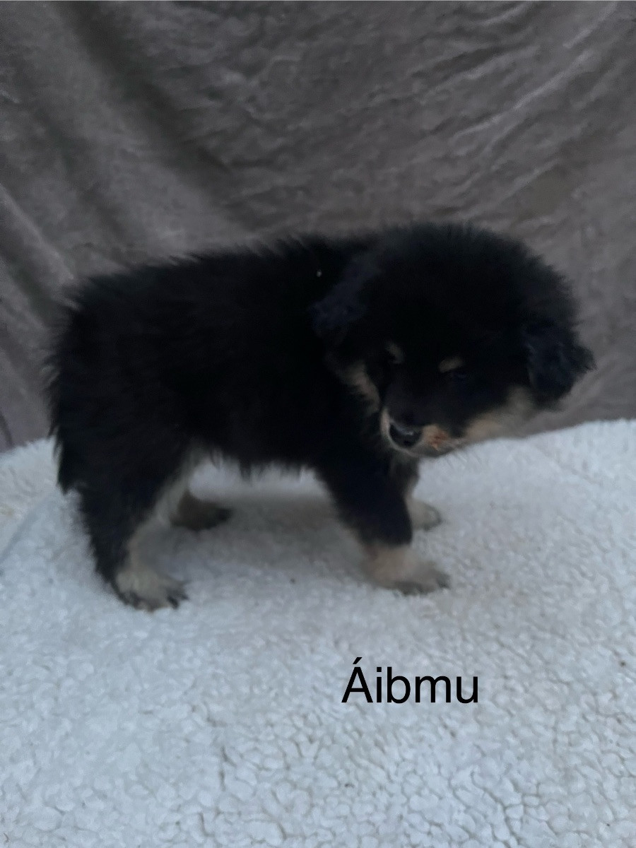 Finnish Lapphund
