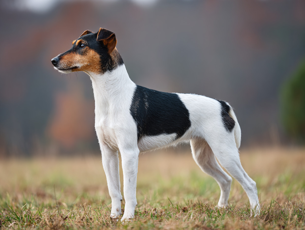 Smooth Fox Terrier