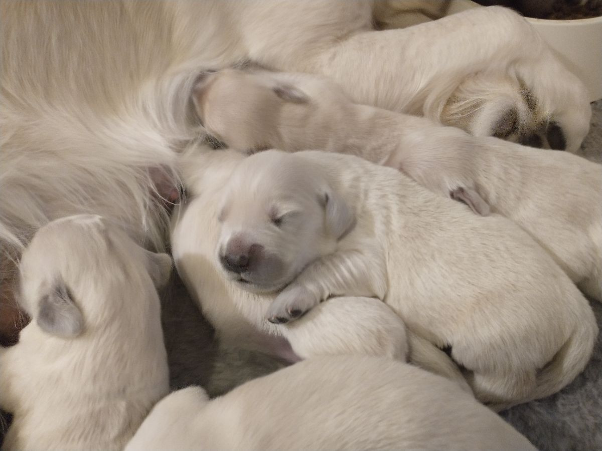 Borgabyns Kennel