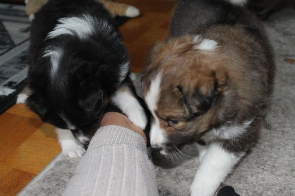 Shetland Sheepdog
