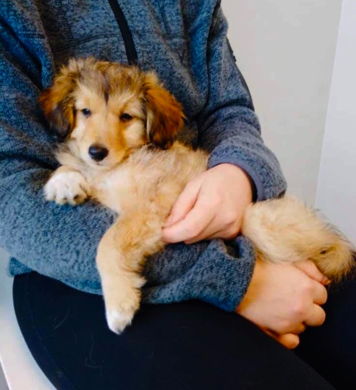 Shelty/ cockipoo