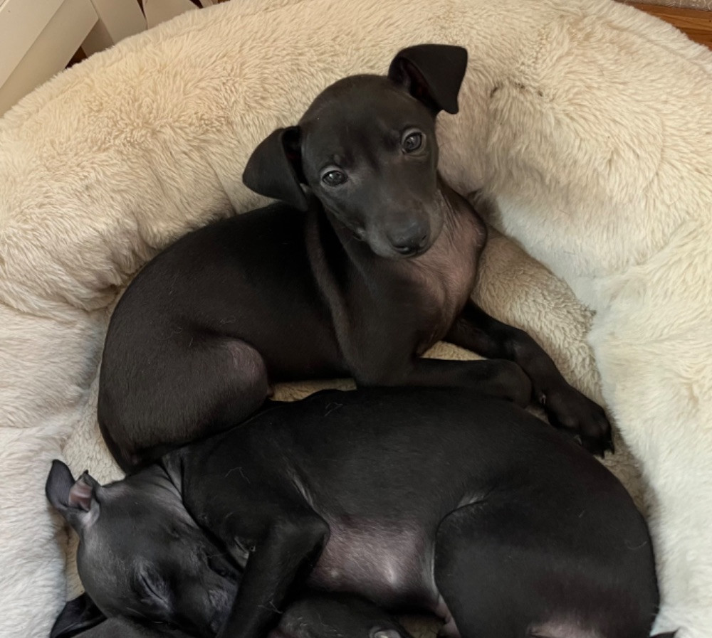 Italian Greyhound