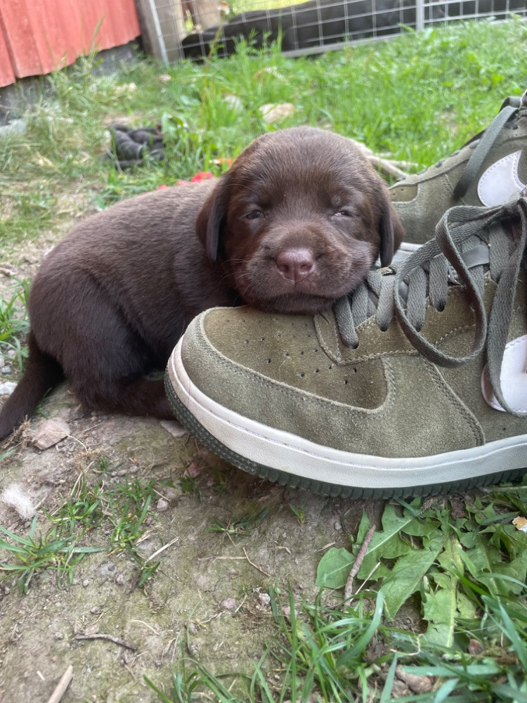 Labrador Retriever