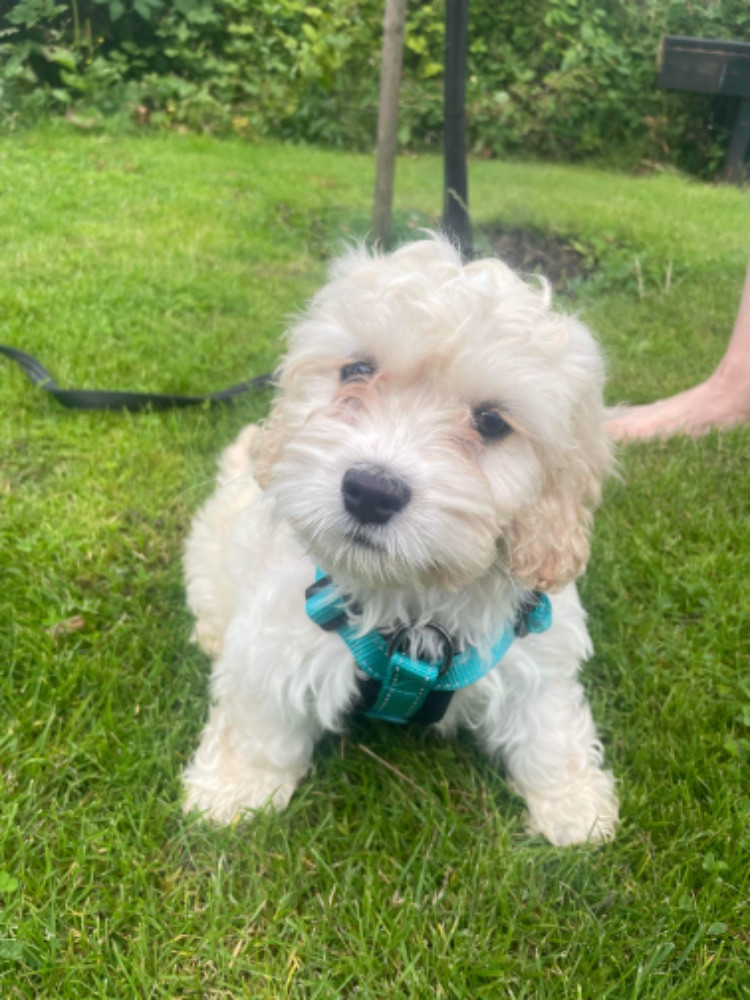 Cockerspaniel  pudel