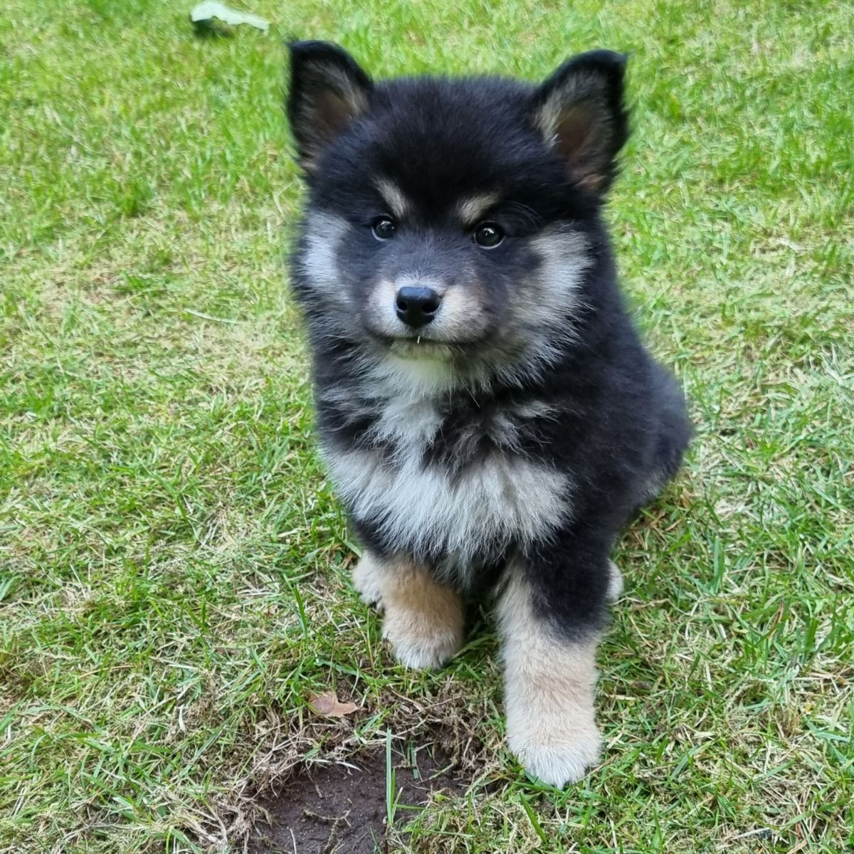 Finnish Lapphund