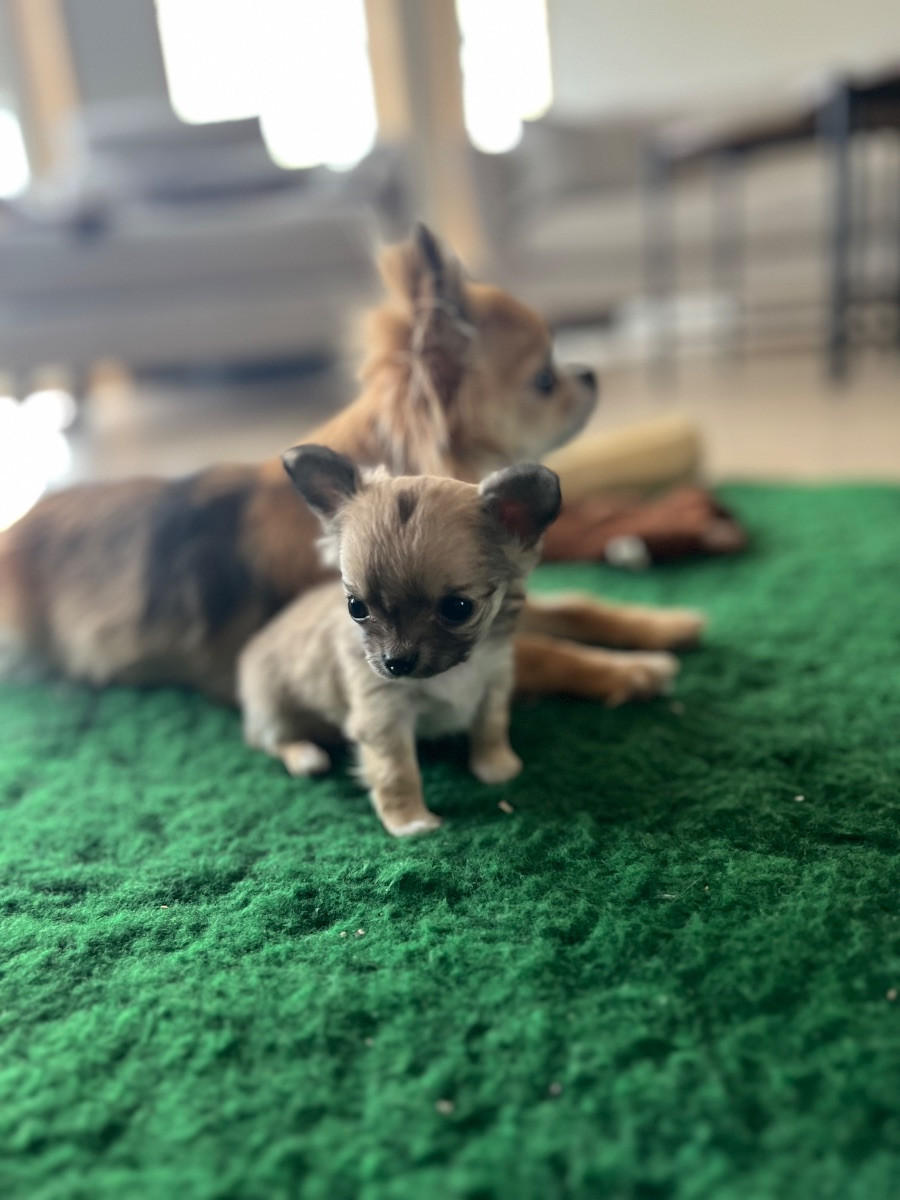 Pugstaff