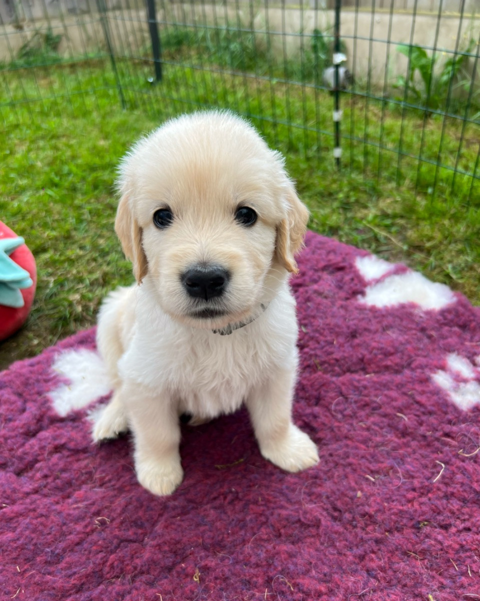 Golden Retriever